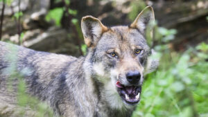 Kanton St. Gallen erlegt Jungwolf aus Gamserrugg-Rudel