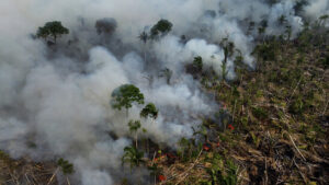 WWF: Brände in Brasilien vernichten unberührten Regenwald