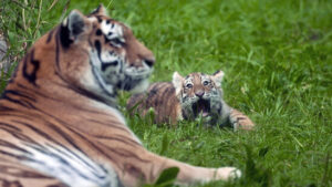 Tiger sollen in Kasachstan wieder heimisch werden