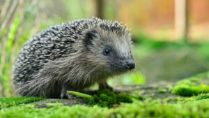 Igel erstmals als bedrohte Art gelistet