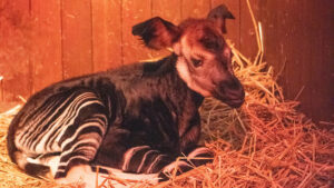 Nachwuchs bei den Okapis und Kudus im Zoo Basel