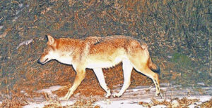 Glarner Alpbilanz: Wölfe reissen weniger Nutztiere