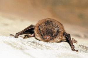 Fledermaus mit Tollwut: Seltener Fund am Walensee