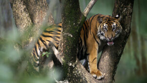 Bestand an Sumatra-Tigern laut Forschenden von Wilderei bedroht