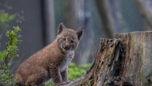 Bündner Wildhüter erschiesst versehentlich drei Luchse statt Wolf