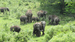 Qualvoller Tod von zehn Elefanten in Indien gibt Rätsel auf