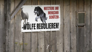 Bundesrat will Wolfsregulierung vorerst nicht weiter verschärfen