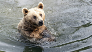 Braunbärendamen neu im Natur- und Tierpark Goldau SZ eingezogen