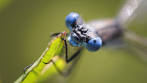 Biodiversitäts-Aktionsplan hat Insekten und Vernetzung im Fokus