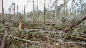 Sturm «Lothar» hat die Waldbewirtschaftung verändert