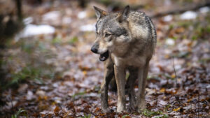 Ständerat will den Schutz vor dem Wolf verstärken