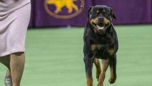 Rottweiler-Club will Beschwerde gegen Zürcher Verbot einreichen