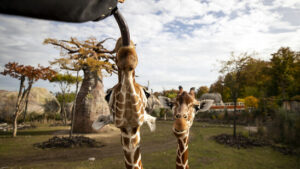 Laut Zürcher Forschern sollten Zoos überzählige Tiere gezielt töten