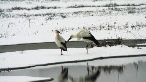 Mehr Störche überwintern in der Schweiz