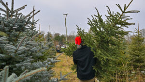 Schweden: Verzehr von Nadeln junger Weihnachtsbäume ist sicher