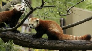 Rote Pandas flüchten in Gossau SG aus Zoogehege