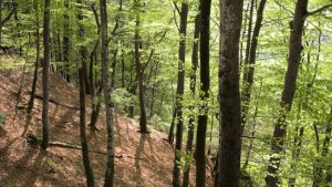 Von Tieren verschleppte Buchennüsschen keimen nicht