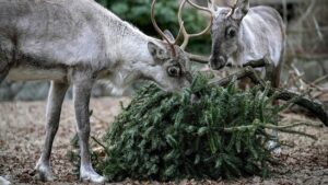 Lebensmittelbehörde in Belgien warnt vor Essen von Weihnachtsbäumen