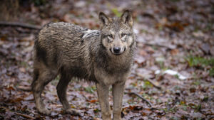 48 Wölfe in Graubünden erschossen